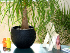 Physiotherapie Dresden Cotta